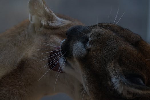 A close-up of two cougars grooming each other, showcasing affection and care in the wild.