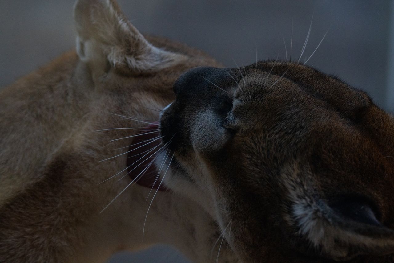 a close up of two cougars grooming each other showcasing affection and
