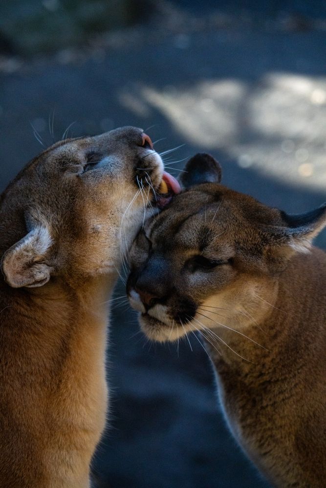 free-photo-of-heartwarming-moment-between-two-cougars.jpeg?h=1000&w=1500&fit=crop