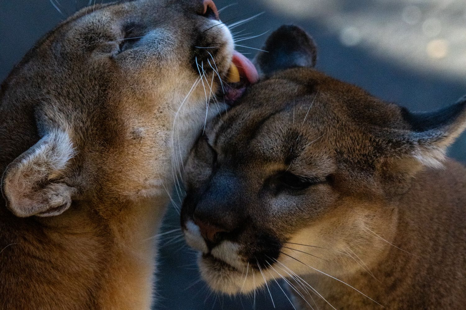 free-photo-of-heartwarming-moment-between-two-cougars.jpeg?h=1000&w=1500&fit=crop