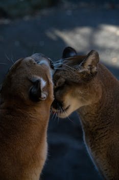 Two cougars nuzzling each other with affection in their natural habitat.