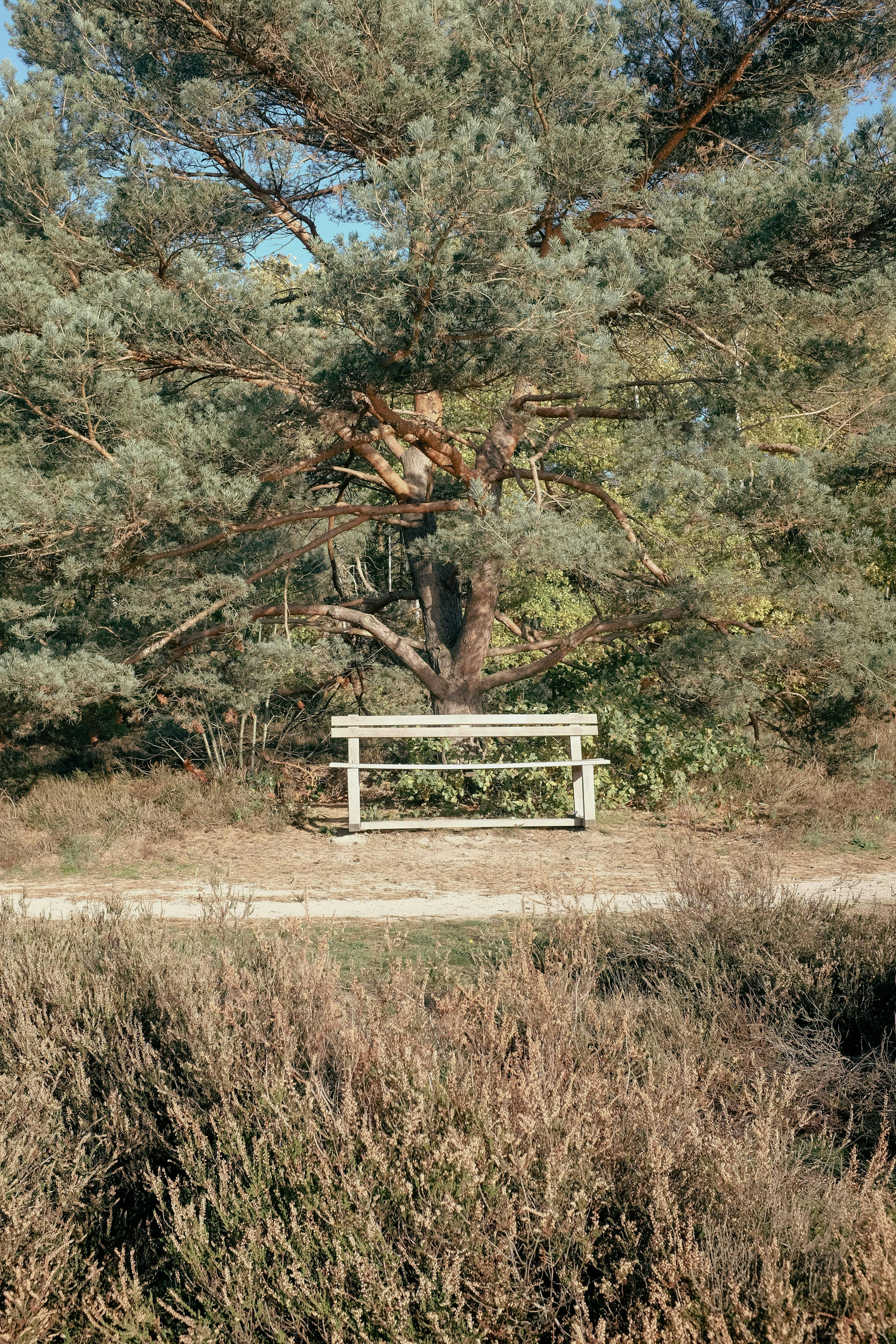 Gratis En fredelig benk under et stort tre i Houthalen-Helchteren, Belgias naturlandskap. Arkivbilde