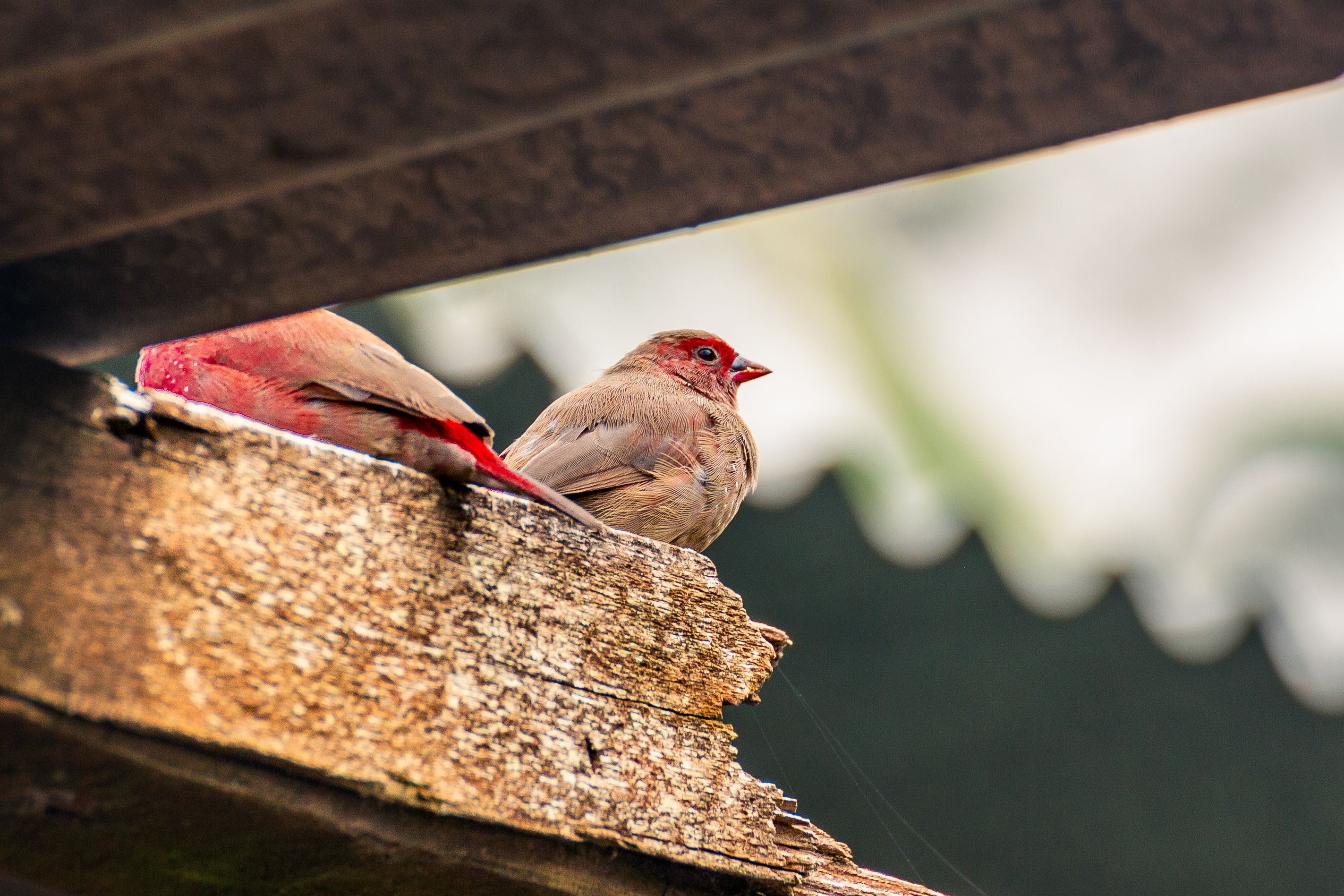 Red-billed Firefinches Resting on Wooden Beam · Free Stock Photo