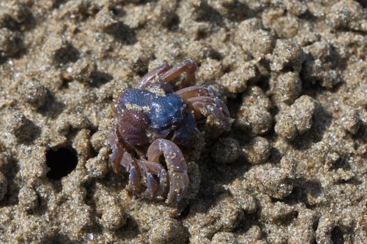 Close-up of a small crab on a sandy beach, showcasing natural textures.