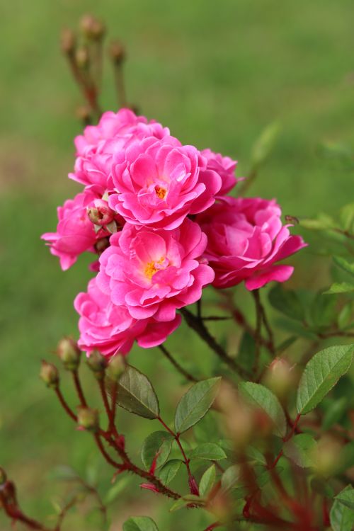 Free A close-up of vibrant pink roses blooming in a garden, showcasing natural beauty. Stock Photo