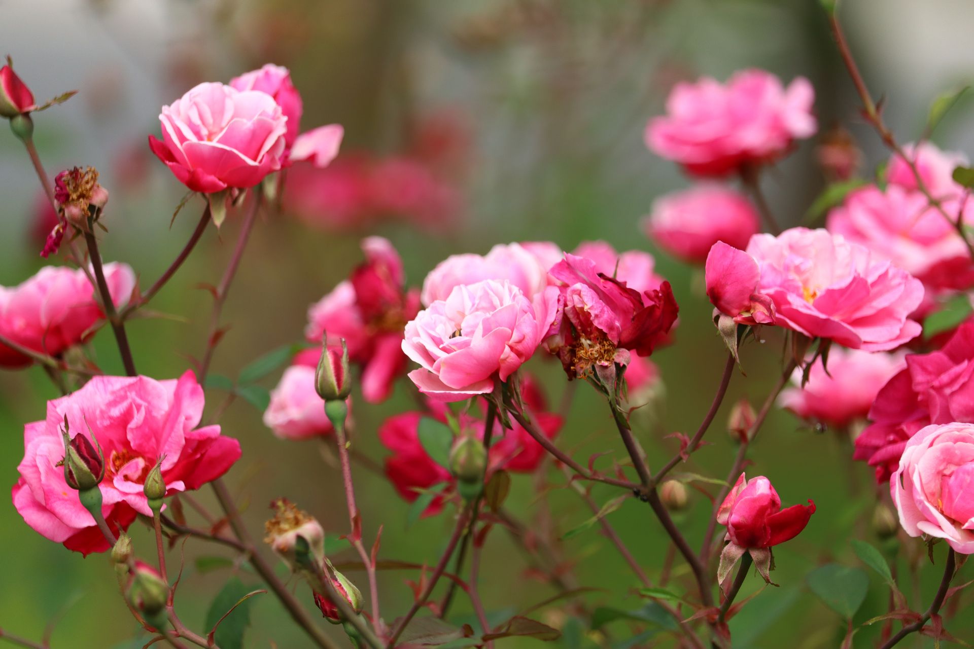 Close-up of vibrant pink roses blooming outdoors in spring.