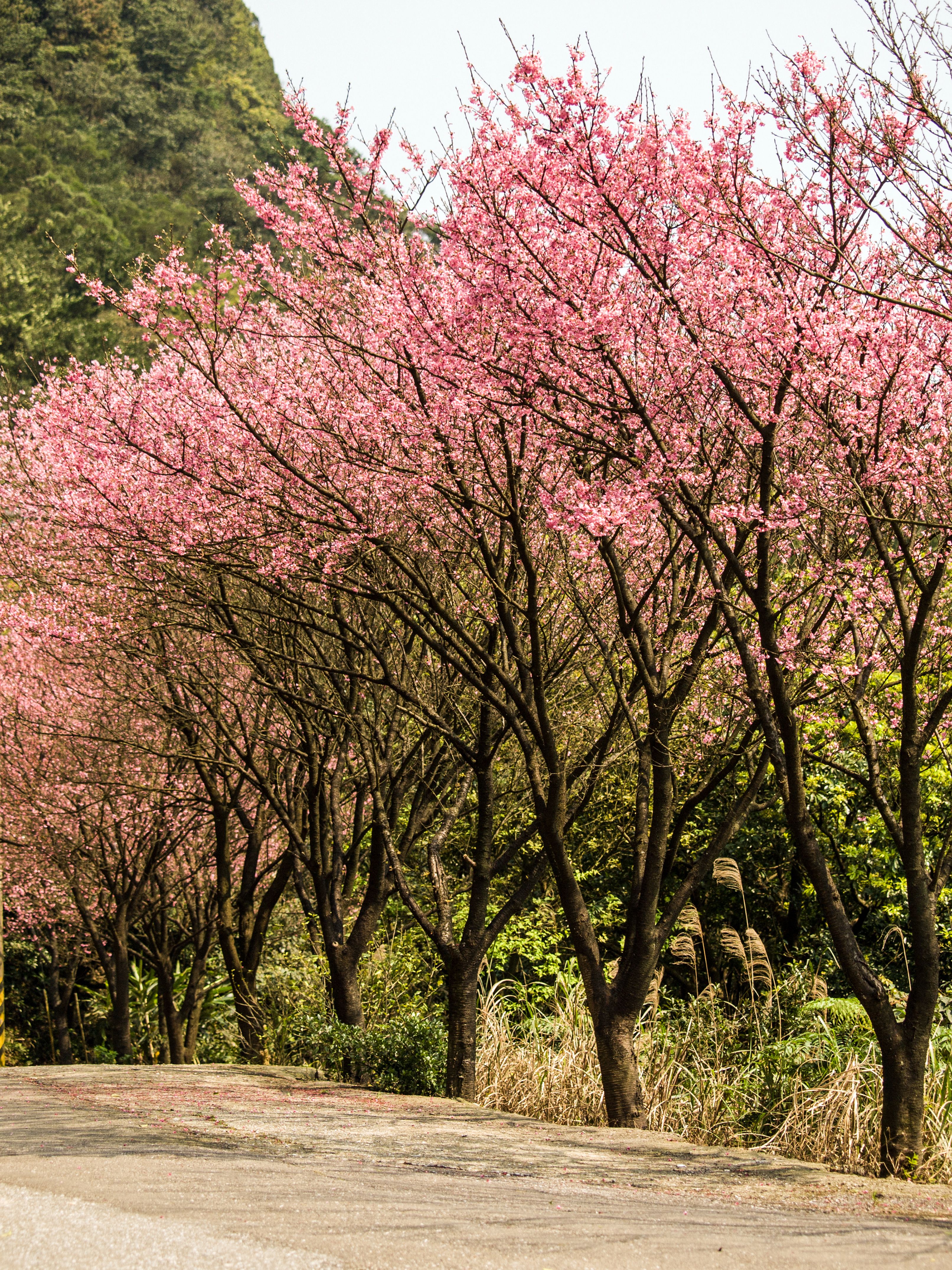 Sakura Captor Photos, Download The BEST Free Sakura Captor Stock Photos
