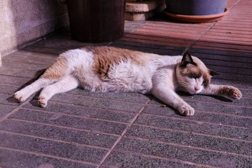 Free A serene cat basking in the sunlight on a terrace in Rabat, Morocco. Stock Photo