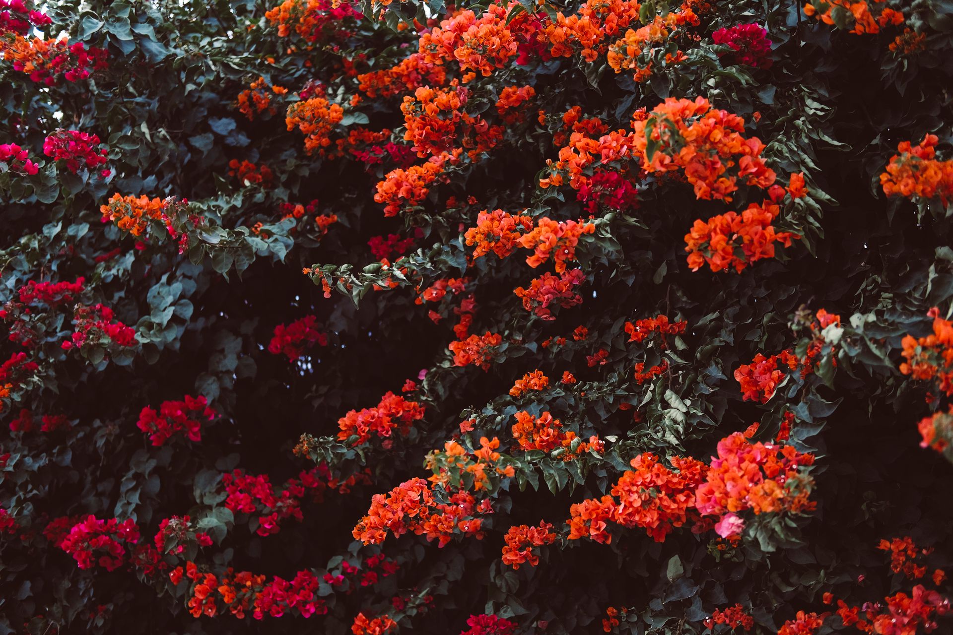 Bright red and orange bougainvillea flowers in full bloom, Rabat, Morocco.