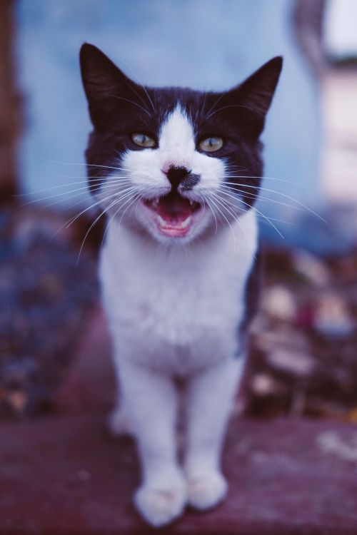 Free Adorable black and white cat meowing with a playful expression outdoors. Stock Photo