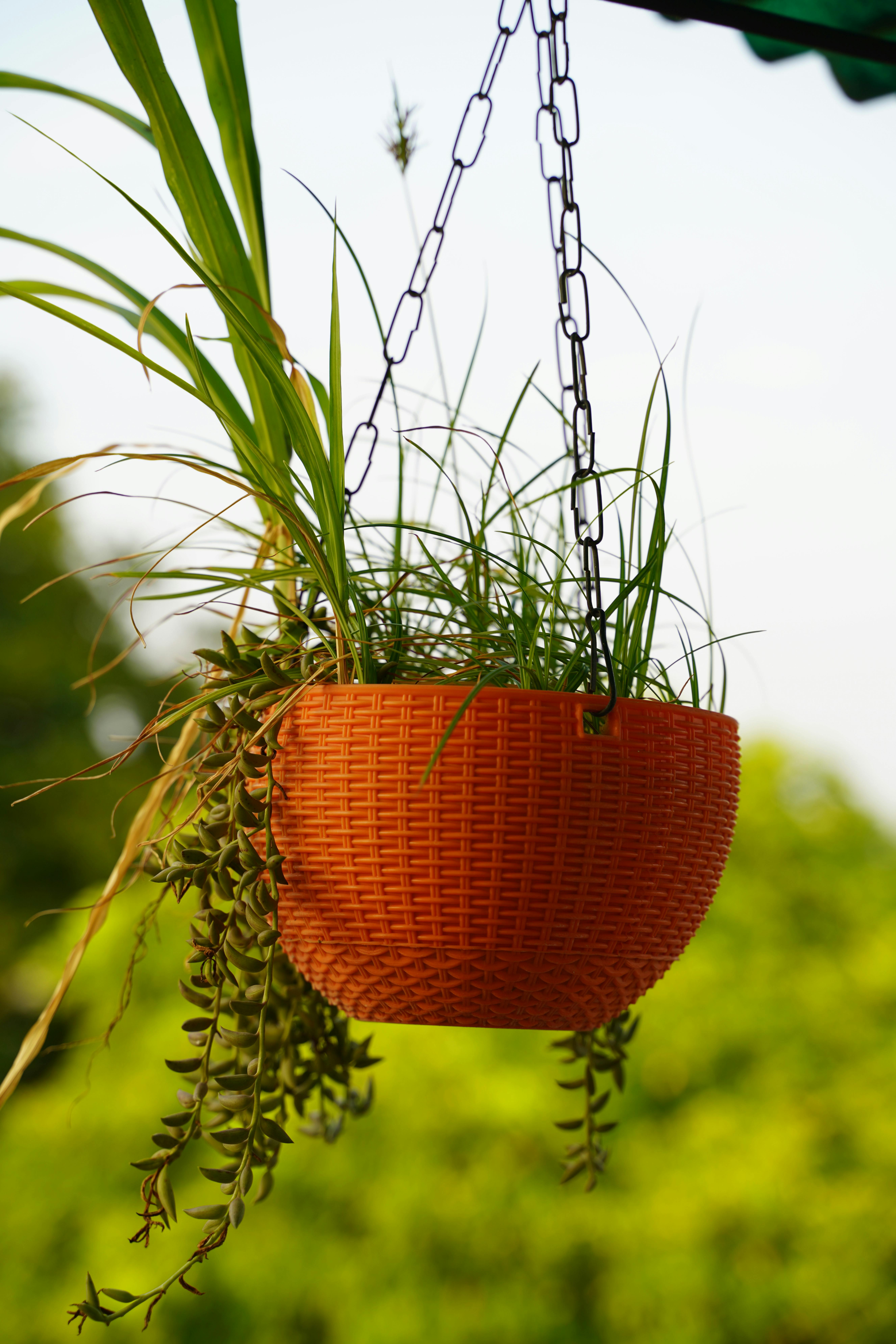 Hanging Planters Riyadh