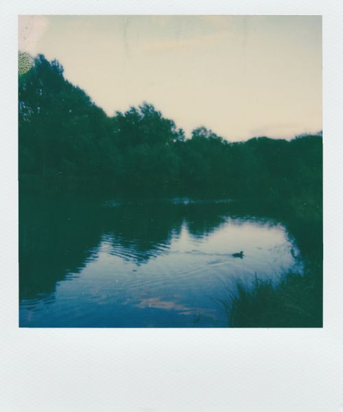 Free A serene image of a duck swimming in a reflective lake surrounded by trees. Stock Photo