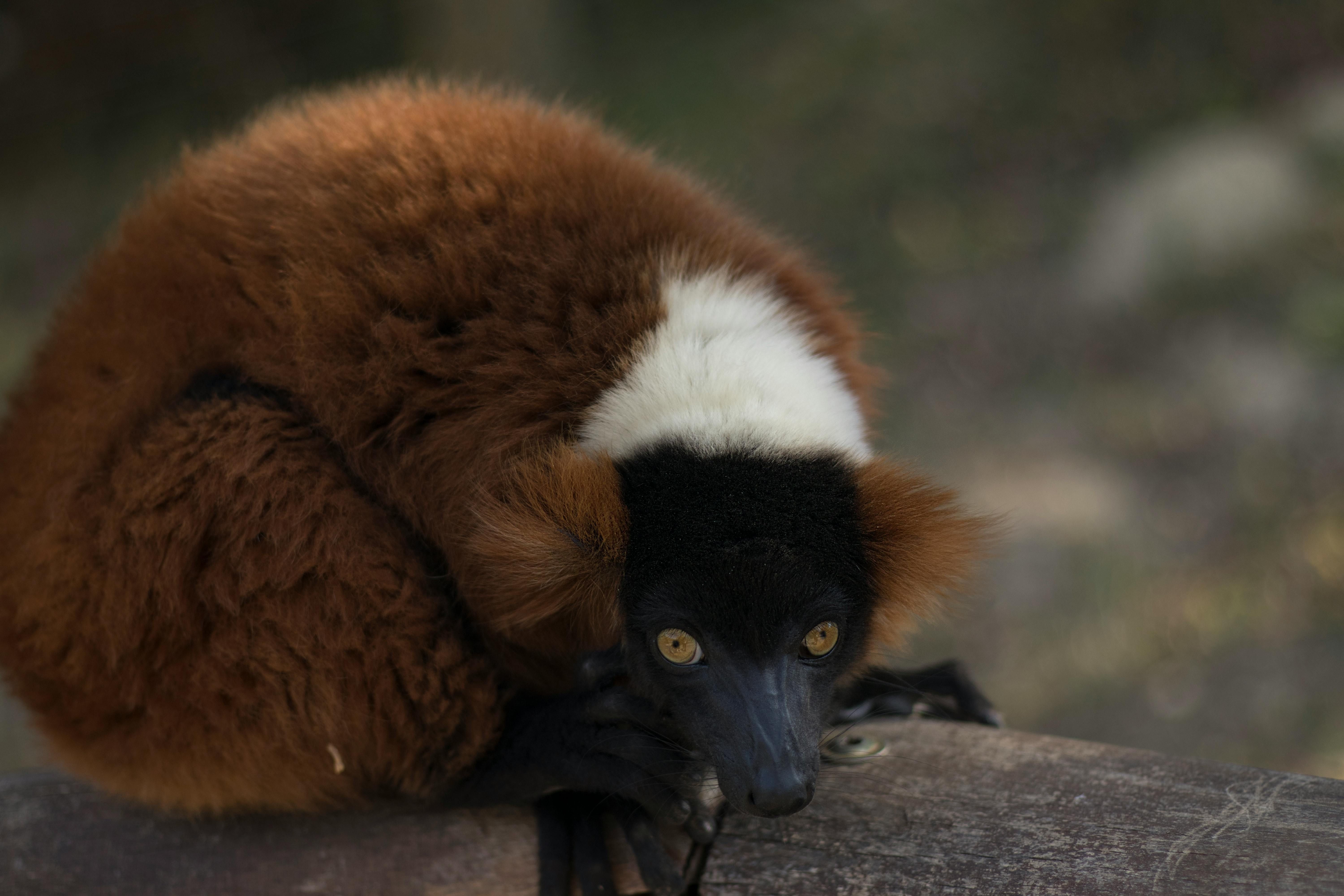 Red Ruffed Lemur Experience