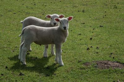 Lambing season