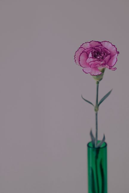 A minimalist shot of a pink carnation in a green vase on a neutral background.