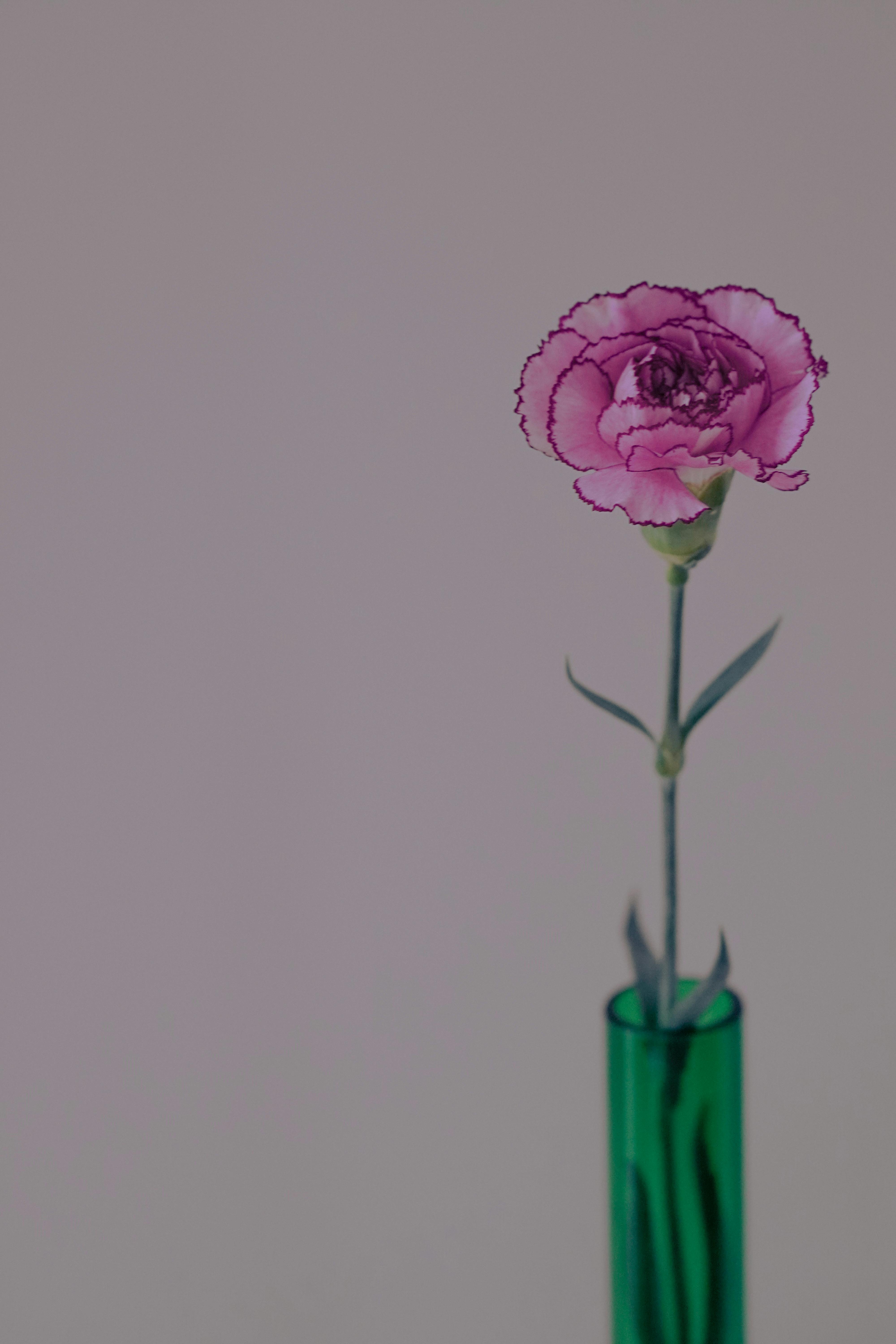 Gratis Fiore Di Garofano Foto a disposizione