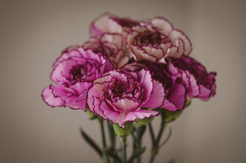 Free Beautiful close-up of vibrant pink carnations with soft lighting and intricate petal details. Stock Photo