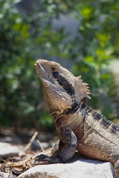 Free Close-up of an Eastern Water Dragon basking outdoors in nature. Stock Photo