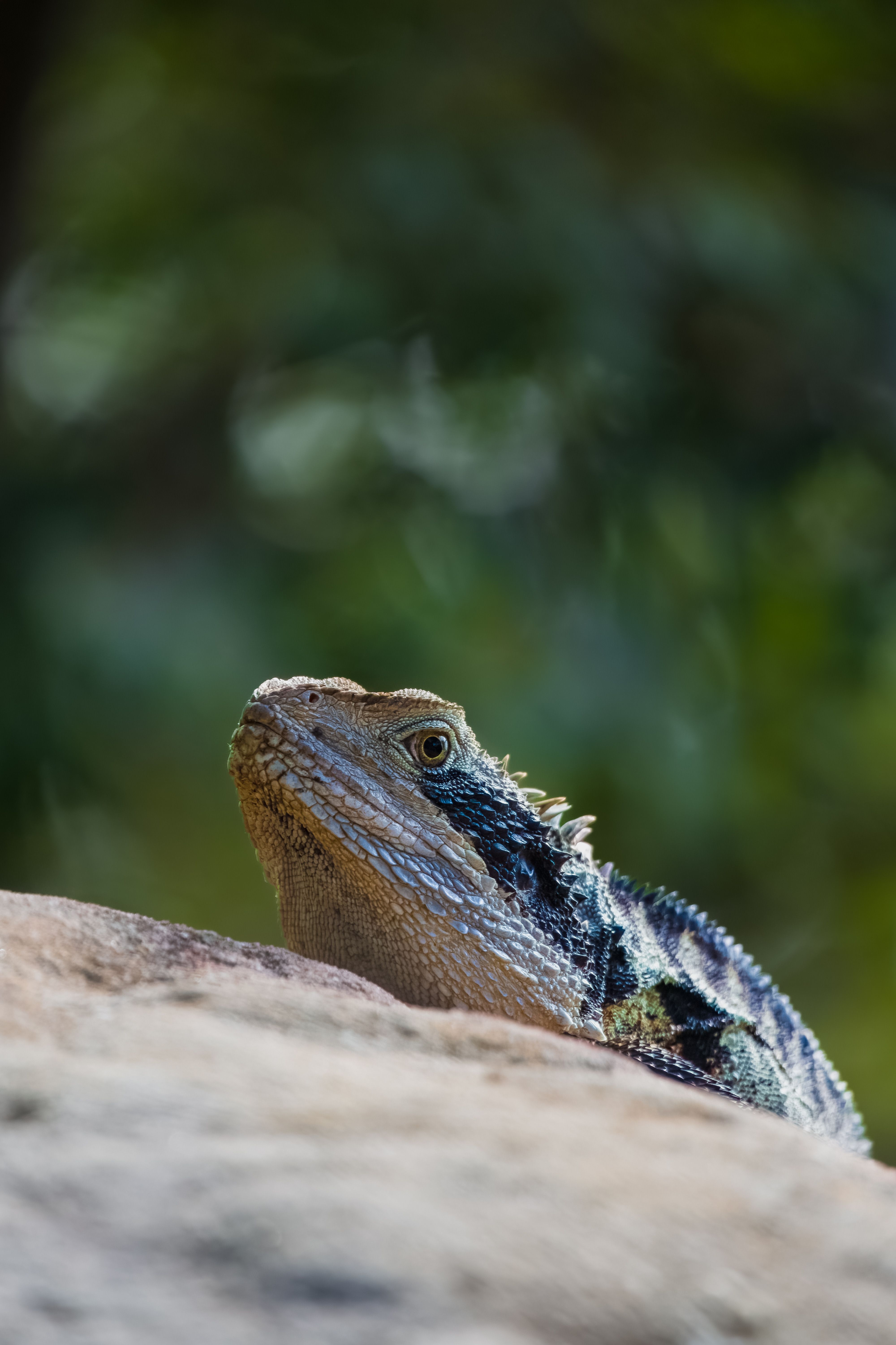 Close-up of a Bearded Dragon Lizard in Nature · Free Stock Photo