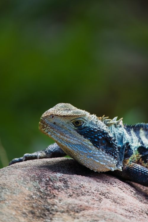 Free Detailed shot of an Eastern Water Dragon basking on a rock in natural habitat. Stock Photo