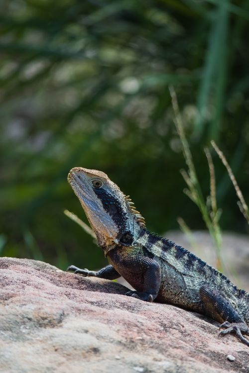 Free A vivid close-up of an eastern water dragon perched on a rock in a natural setting. Stock Photo