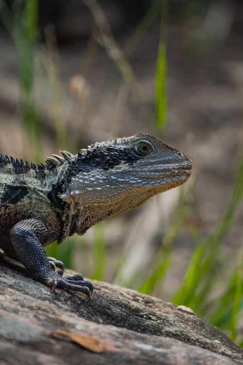 Free Detailed shot of an Eastern Water Dragon sitting on a rock outdoors. Stock Photo