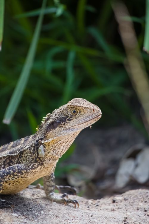 Free Close-up shot of an Eastern Water Dragon on a rock, surrounded by greenery. Stock Photo