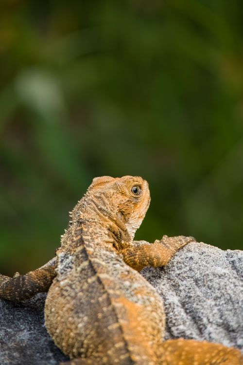 Free Detailed view of a lizard perched on a rock with green blurred background. Stock Photo