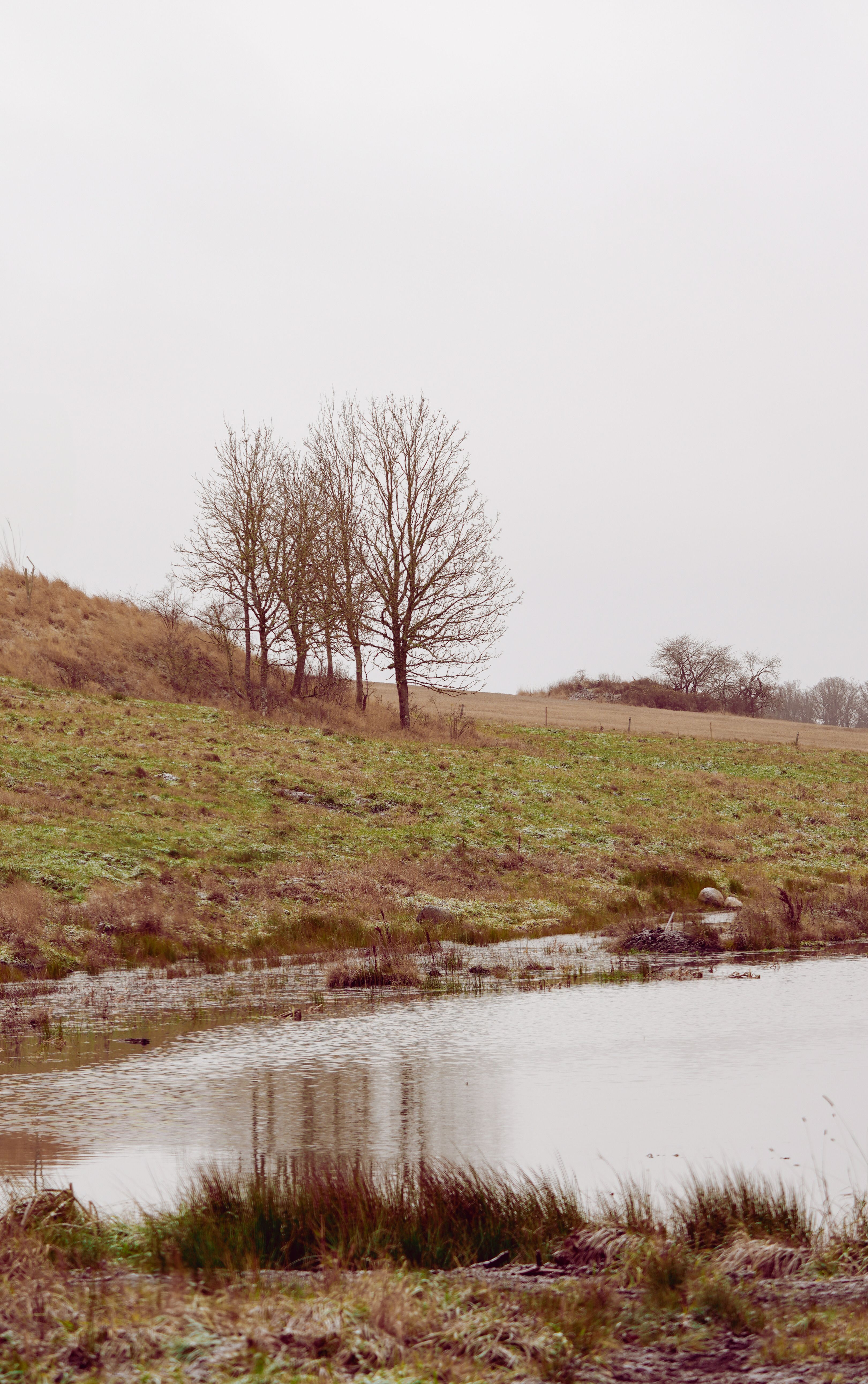 Serene Winter Landscape with Bare Trees by a Pond · Free Stock Photo