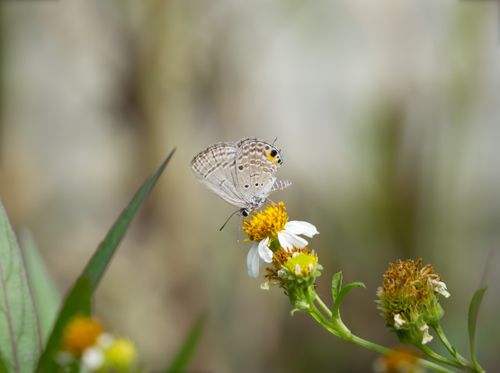 Free A Plains Cupid butterfly (Chilades pandava) delicately perched on a daisy in a natural setting. Stock Photo