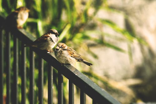 Selective Focus Photography of Two Brown Sparrows on Railings
