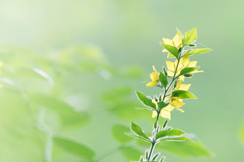 盛開的黃色花朵的選擇性焦點照片