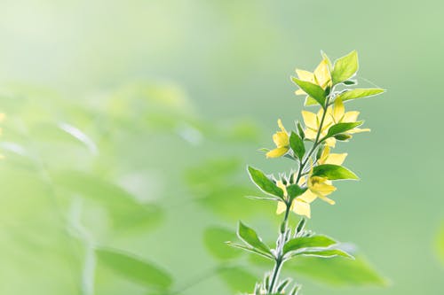 Selektives Fokusfoto Der Gelben Blumen In Der Blüte