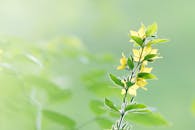 亮黄色的花朵作为焦点，背景是模糊的绿色，象征着大自然的美丽与成长