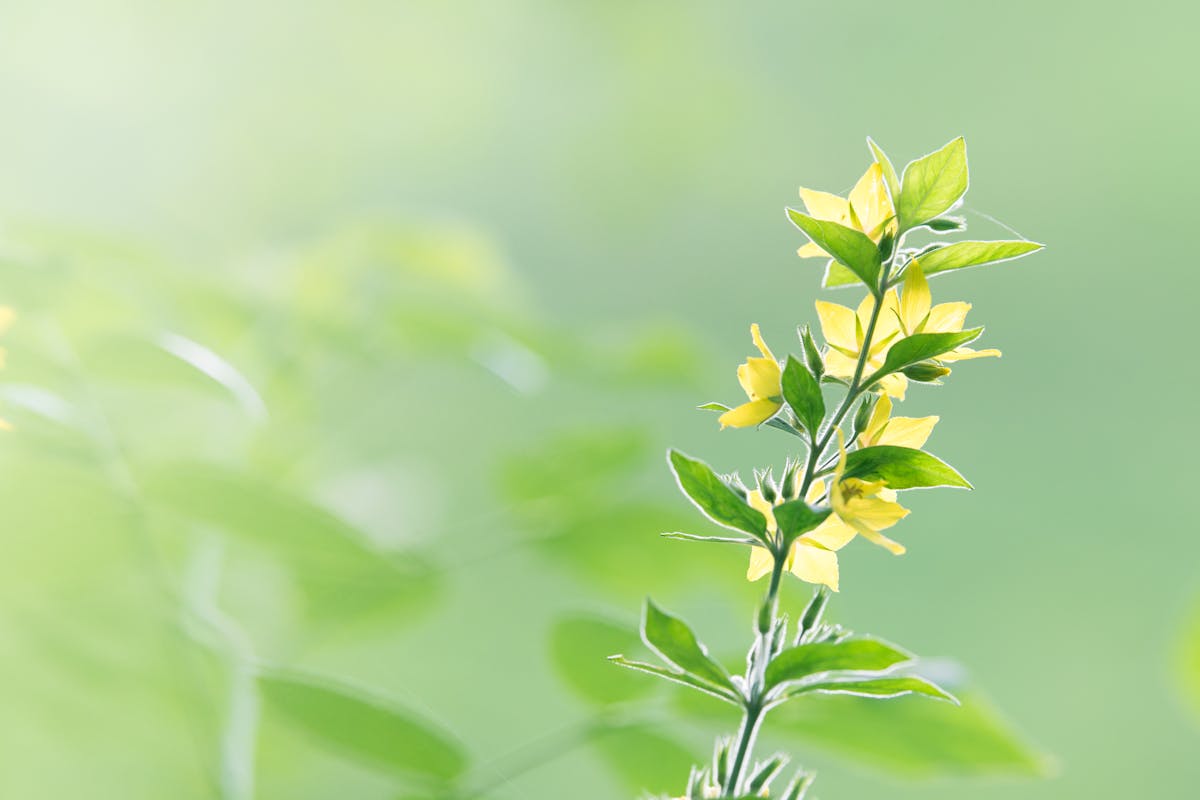Selective Focus Photo of Yellow Flowers in Bloom
