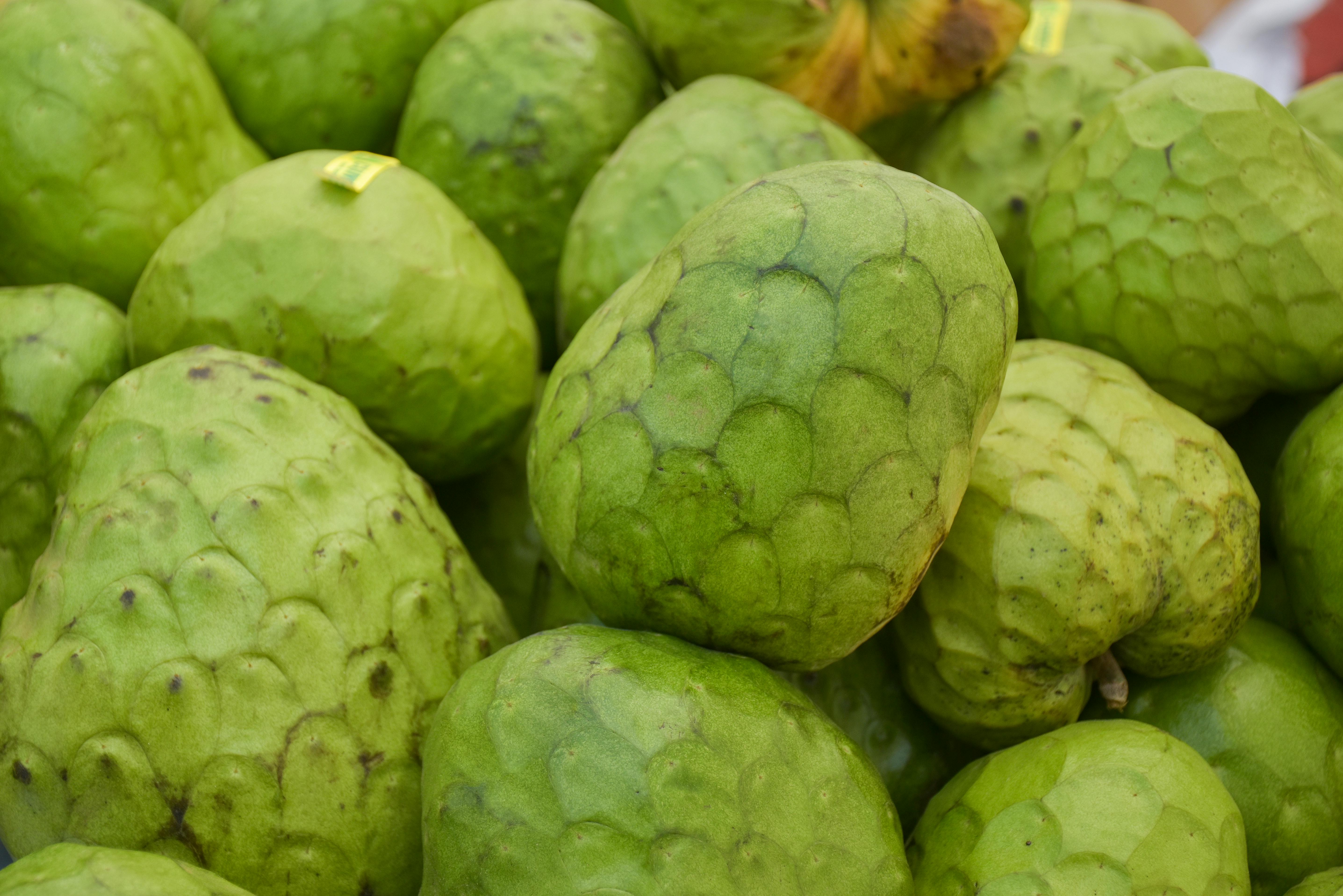 is custard apple good for dogs