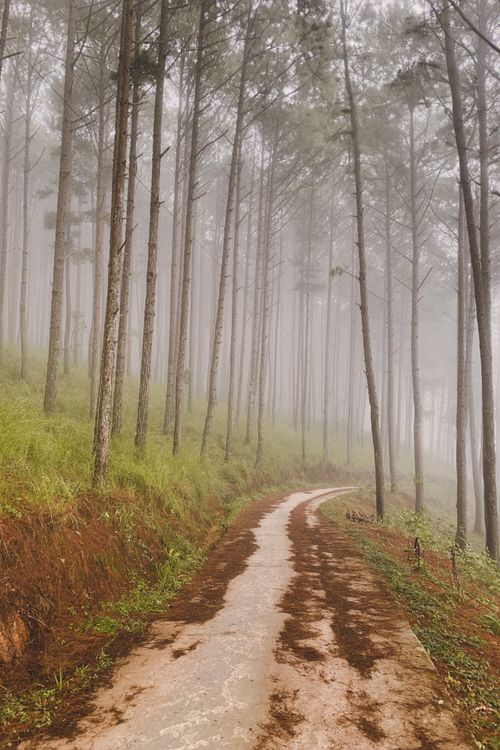 Free A winding path through a foggy forest, creating a serene and mysterious atmosphere. Stock Photo