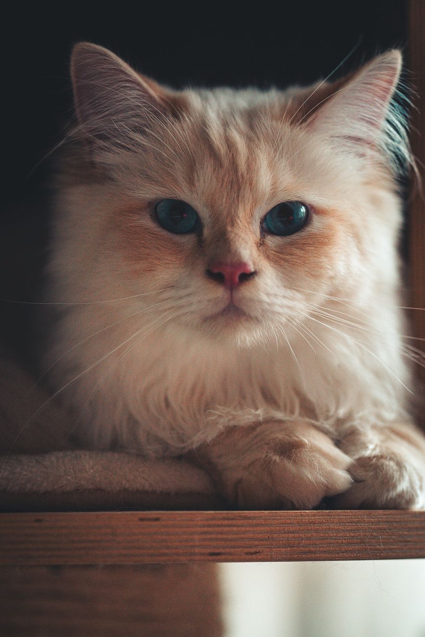 Длинношерстная кошка