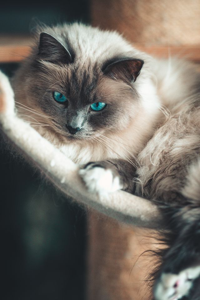 A well conditioned Ragdoll at rest, healthy under all that coat