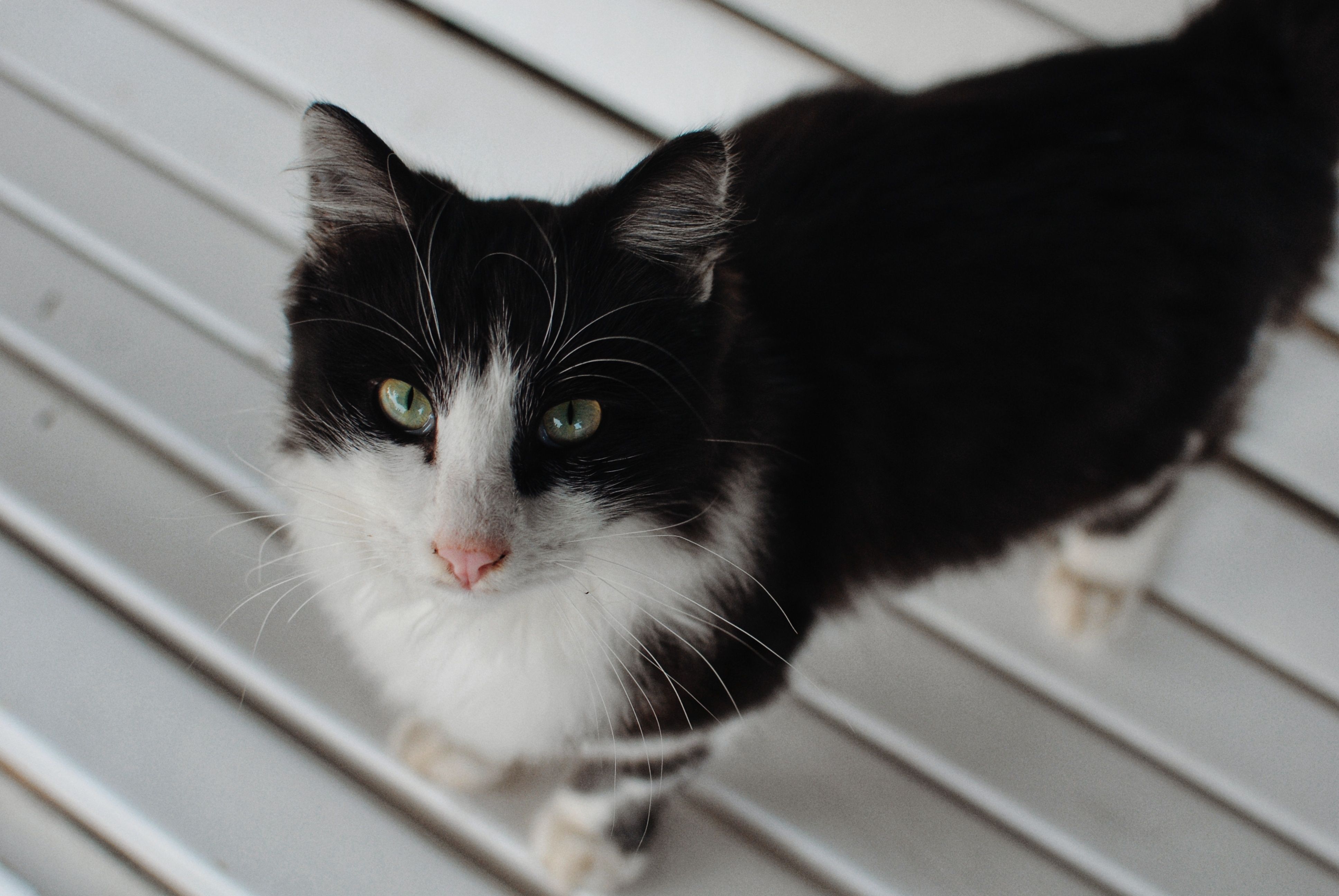 Close-up Portrait of a Black and White Cat · Free Stock Photo