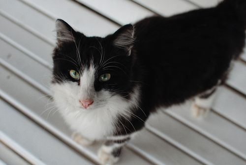 Free A charming close-up of a black and white cat looking up with green eyes. Stock Photo