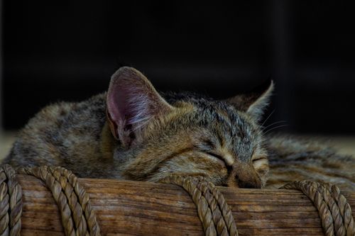 Free Serene image of a domestic cat sleeping peacefully in a woven basket, capturing tranquility and warmth. Stock Photo