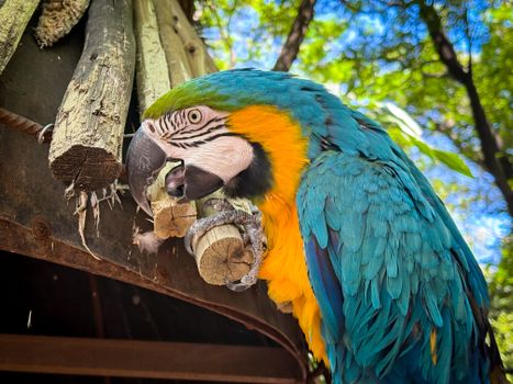 parrot photo