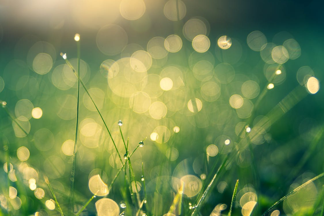 Herbe Verte Avec Lumières Bokeh