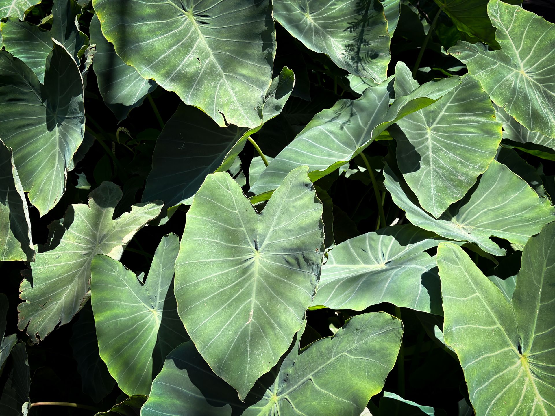 Vibrant Colocasia leaves create a stunning green foliage under sunlight.