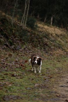 A Border Collie exploring a forest path during a quiet day in nature.