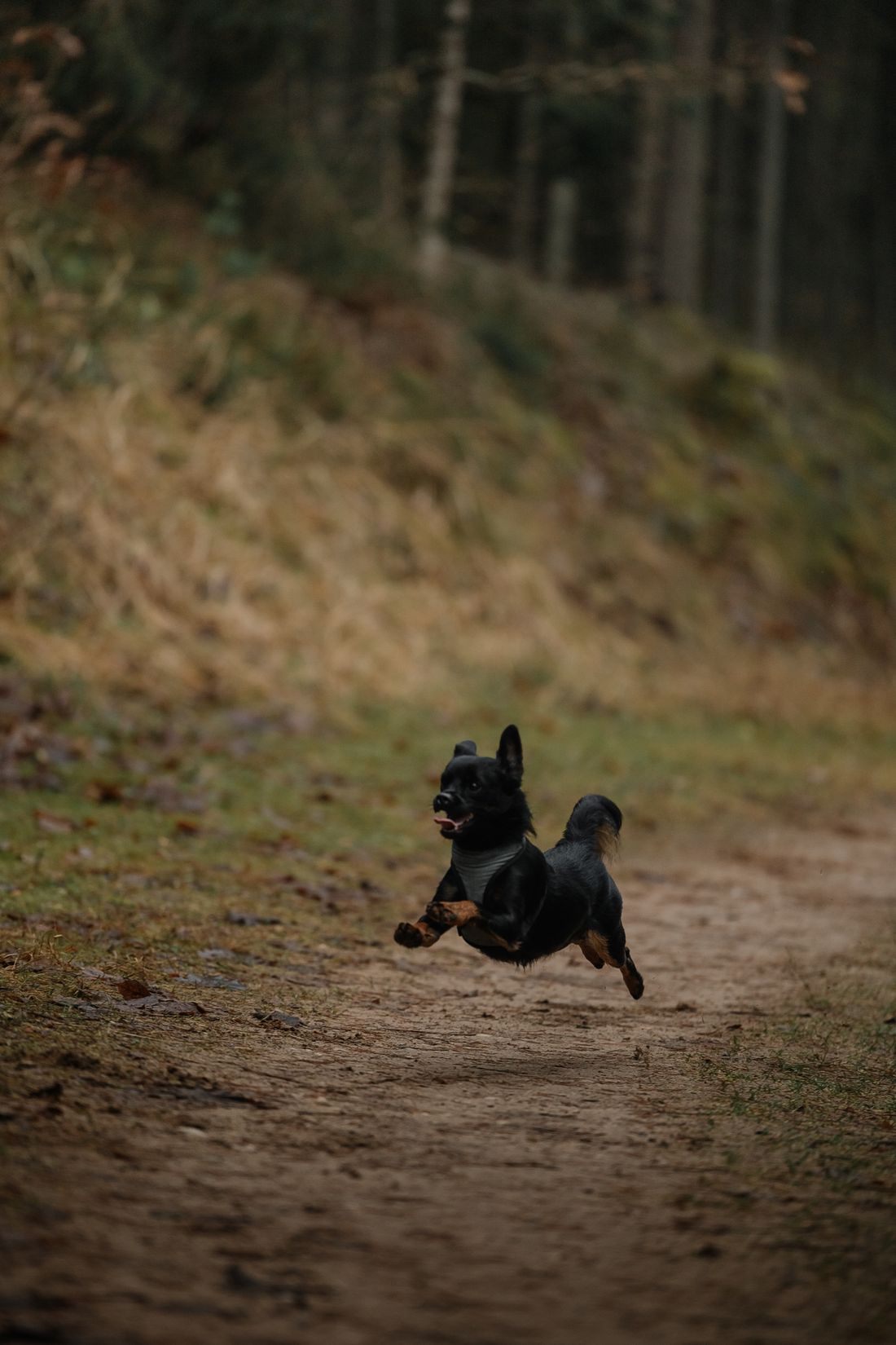 Black dog running alone along a forest trail