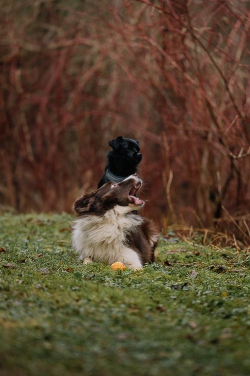 Free Two playful dogs having fun on a grassy field surrounded by bare trees. Stock Photo