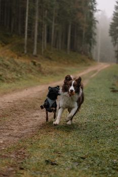 Two energetic dogs running on a misty forest trail, showcasing their playful nature.