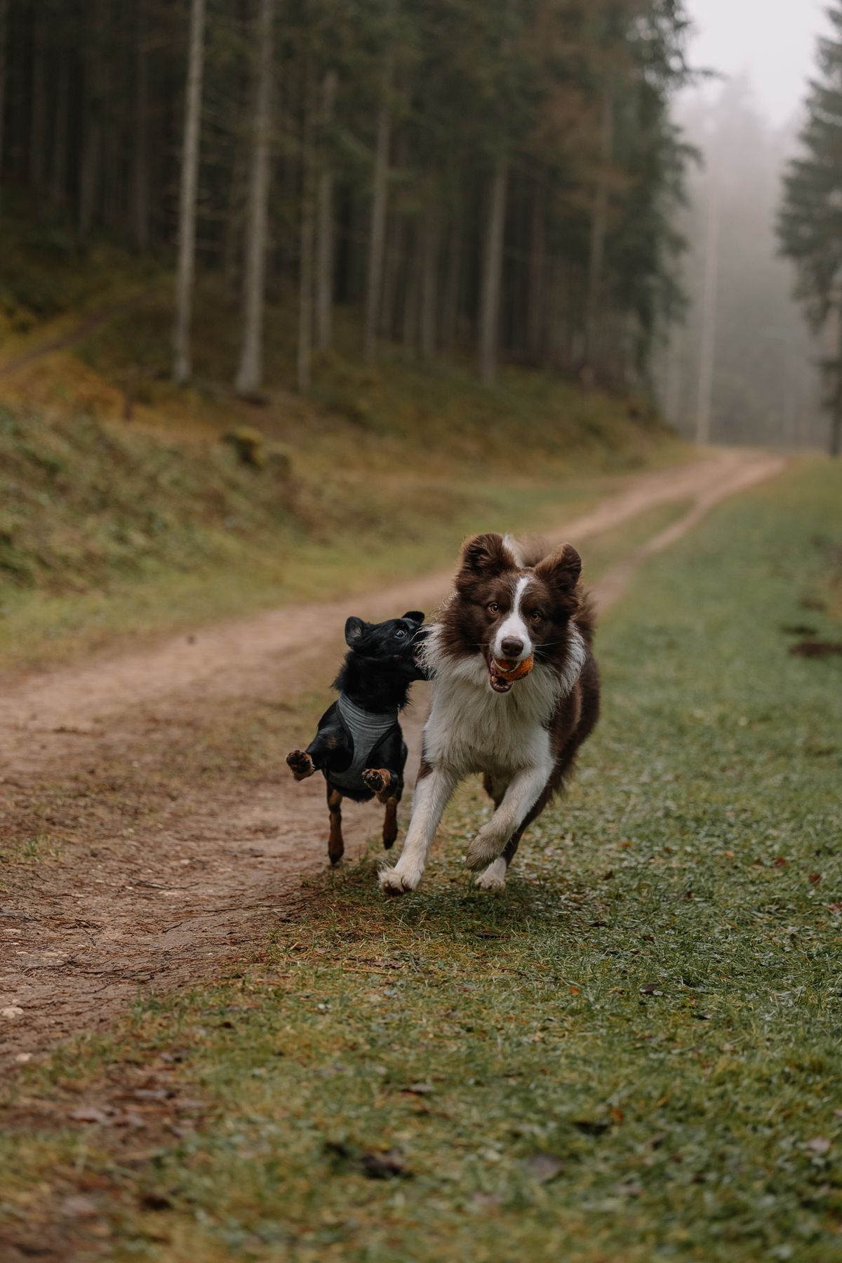 Boete loslopende hond 2026: €119 in bos, natuur en de stad
